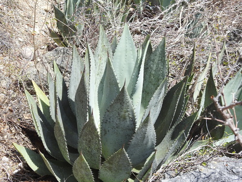 Image of Agave albescens by (c) amantedarmanin, some rights reserved (CC BY)