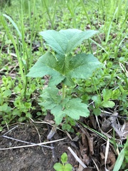 Heracleum sphondylium