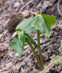 Trillium apetalon