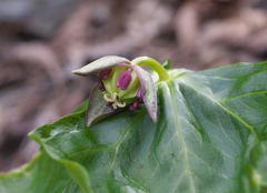 Trillium apetalon
