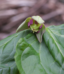 Trillium apetalon
