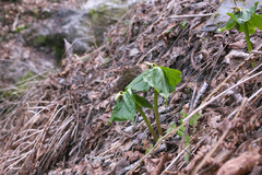 Trillium apetalon