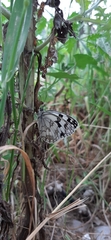 Melanargia lachesis