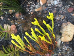 Leucadendron olens