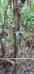 Melanargia lachesis