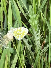 Anthocharis cardamines