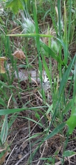Melanargia lachesis