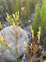 Leucadendron olens