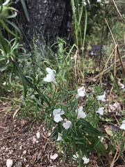Misopates calycinum