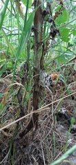 Melanargia lachesis
