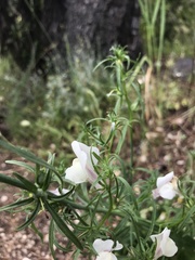 Misopates calycinum