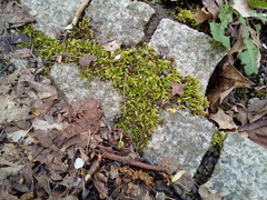 Brachythecium rutabulum