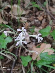 Silene nutans