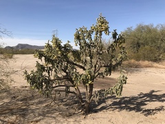 Cylindropuntia kelvinensis