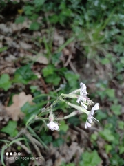 Silene nutans