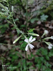 Silene nutans