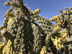 Cylindropuntia kelvinensis