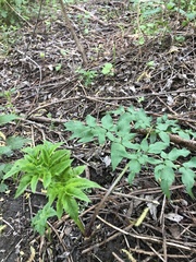 Angelica sylvestris