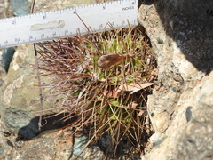 Melocactus harlowii