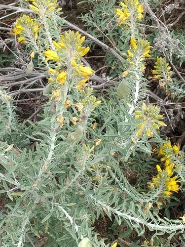 iNaturalist observation photo of Bladderpod