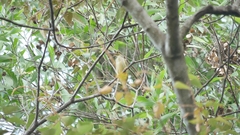 Arachnothera flavigaster