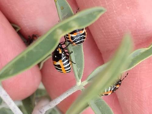 iNaturalist observation photo of Harlequin Bug