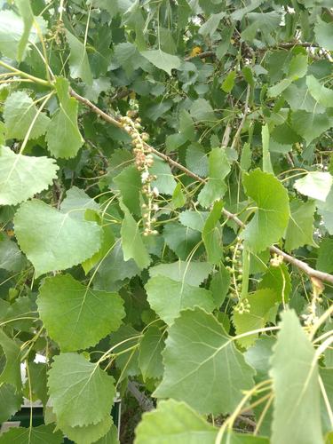iNaturalist observation photo of Frémont Cottonwood