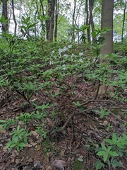 Rhododendron mucronatum