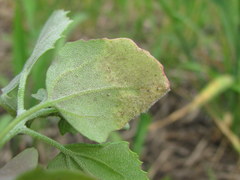 Peronospora variabilis