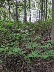 Rhododendron mucronatum