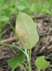 Peronospora variabilis