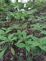 Rhododendron mucronatum