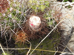 Melocactus harlowii