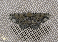 Ophthalmitis xanthypochlora