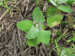 Peronospora variabilis