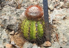 Melocactus harlowii