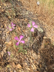 Clarkia biloba