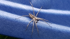 Pisaura mirabilis