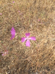 Clarkia biloba