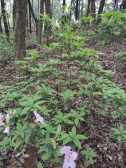 Rhododendron mucronatum