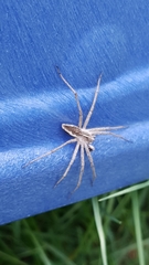 Pisaura mirabilis