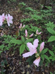Rhododendron mucronatum