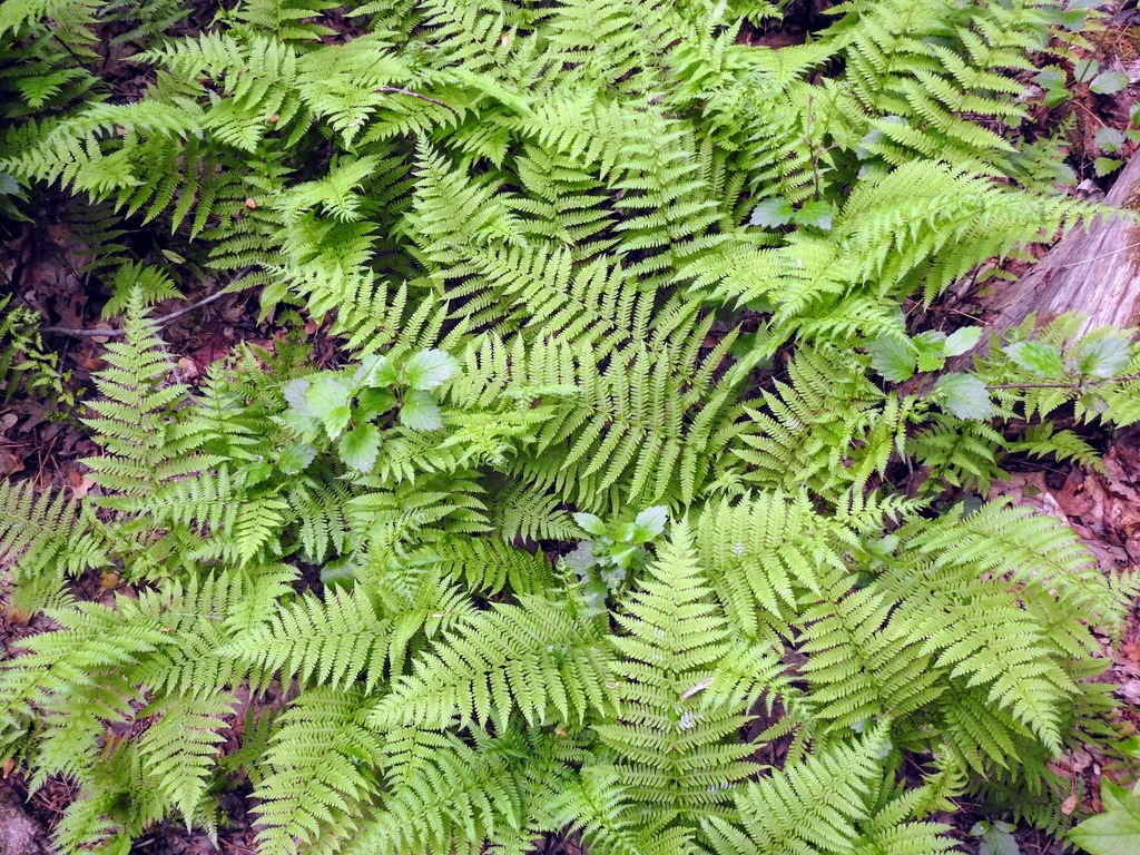 New York fern from Greenbelt, MD, USA on May 16, 2021 at 07:11 AM by ...