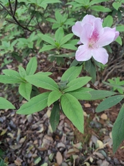 Rhododendron mucronatum