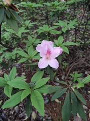 Rhododendron mucronatum