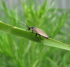 Ectobius erythronotus