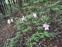 Rhododendron mucronatum