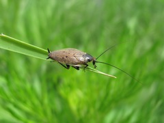 Ectobius erythronotus