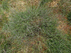 Coprosma elatirioides