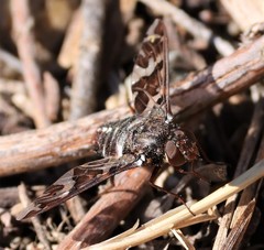 Exoprosopa caliptera